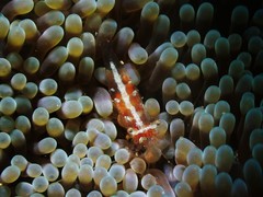 Periclimenes albolineatus