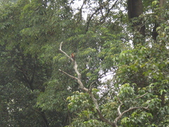 Chrysophlegma miniaceum