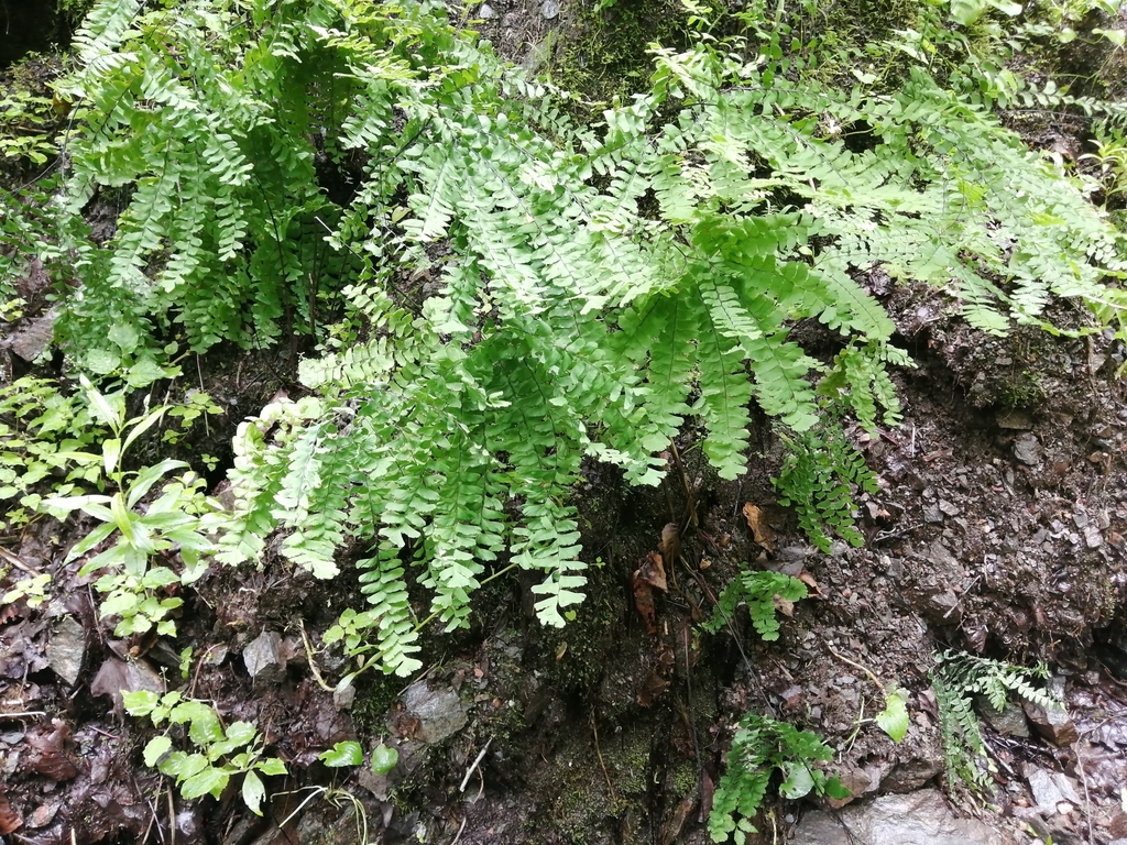 Adiantum pedatum, Pleasant Bay, NS B0E 2P0, Canada