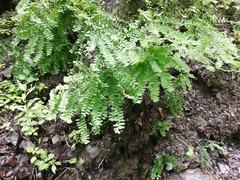 Adiantum pedatum