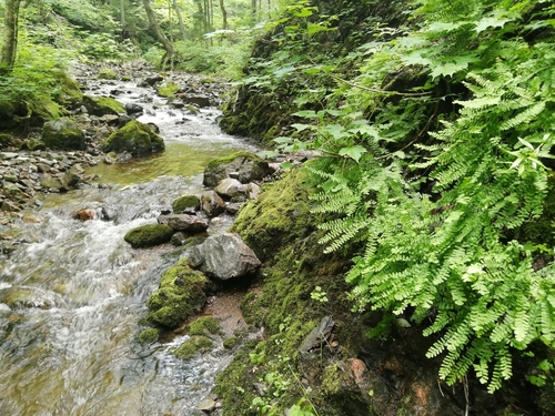 Adiantum pedatum