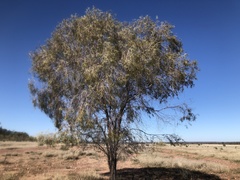 Acacia pendula