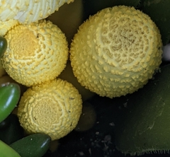 Leucocoprinus birnbaumii