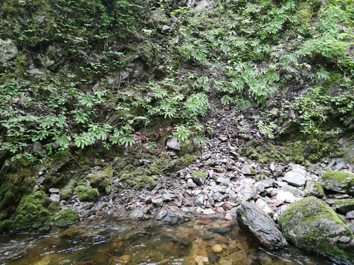 Adiantum pedatum
