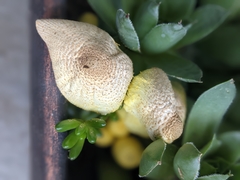 Leucocoprinus birnbaumii