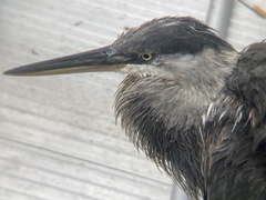 Ardea herodias