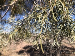 Acacia pendula