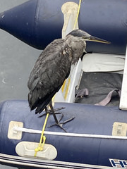 Ardea herodias