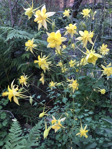 Aquilegia chrysantha iNat (2)