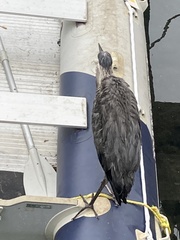 Ardea herodias