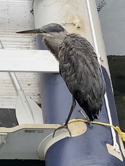 Ardea herodias