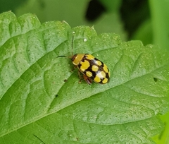 Alagoasa jacobiana