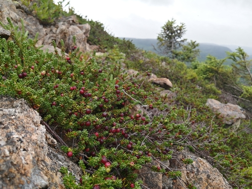 Image of Rock Crowberry (Empetrum eamesii) by no rights reserved