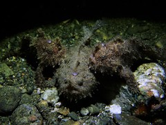 Antennarius striatus