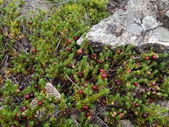 Empetrum eamesii