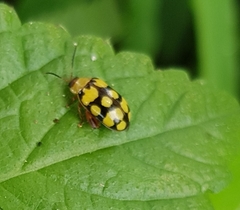 Alagoasa jacobiana