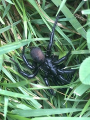 Antrodiaetus pacificus