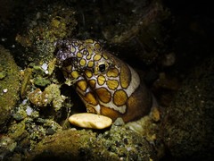 Ophichthus bonaparti