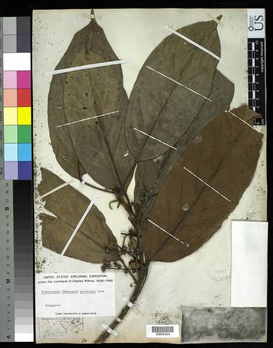 Elaeocarpus petiolatus