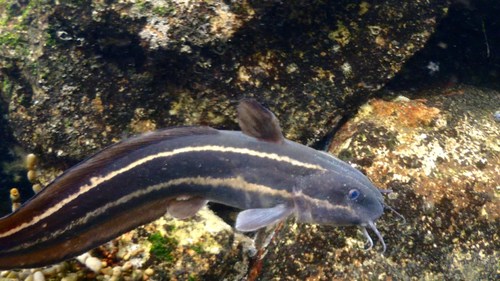Striped Eel Catfish
