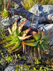 Aloe succotrina