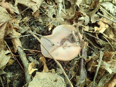 Peziza griseorosea
