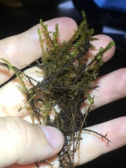 Scorpidium revolvens