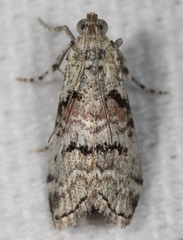 Pococera humerella