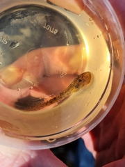 Heleophryne purcelli