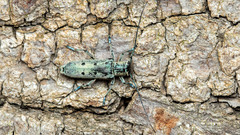 Saperda octopunctata