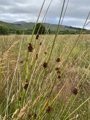 Juncus conglomeratus