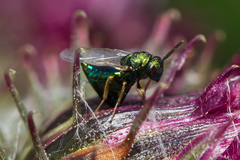 Pteromalus