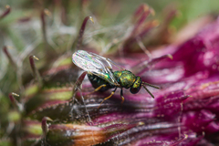 Pteromalus