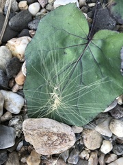 Hordeum jubatum