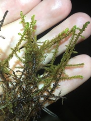 Scorpidium revolvens