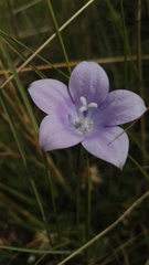 Wahlenbergia grandiflora