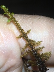 Scorpidium revolvens