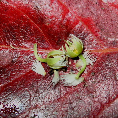Indian Olive (Elaeocarpus floribundus)