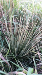 Aciphylla subflabellata