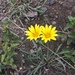 Gazania linearis - Photo (c) Andrew Gillespie, μερικά δικαιώματα διατηρούνται (CC BY-SA), uploaded by Andrew Gillespie