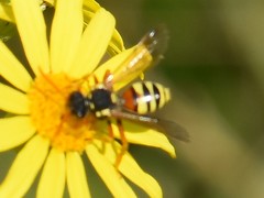 Nomada fucata