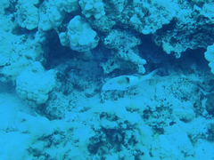 Parupeneus pleurostigma