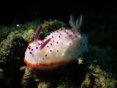 Mexichromis multituberculata