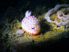 Mexichromis multituberculata