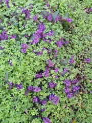 Hardenbergia violacea