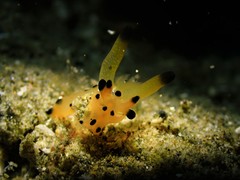 Thecacera