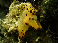Thecacera