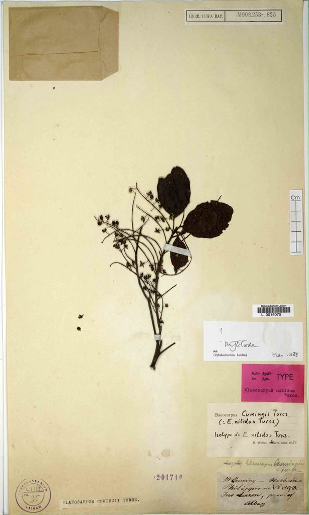 Elaeocarpus nitidus