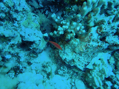 Pseudojuloides cerasinus