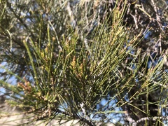 Casuarina cristata